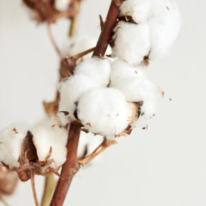 Katoentakken 'Branches de Coton'