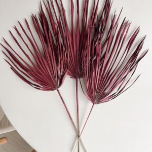 Palmblad bordeaux 'Bordeaux Palm'